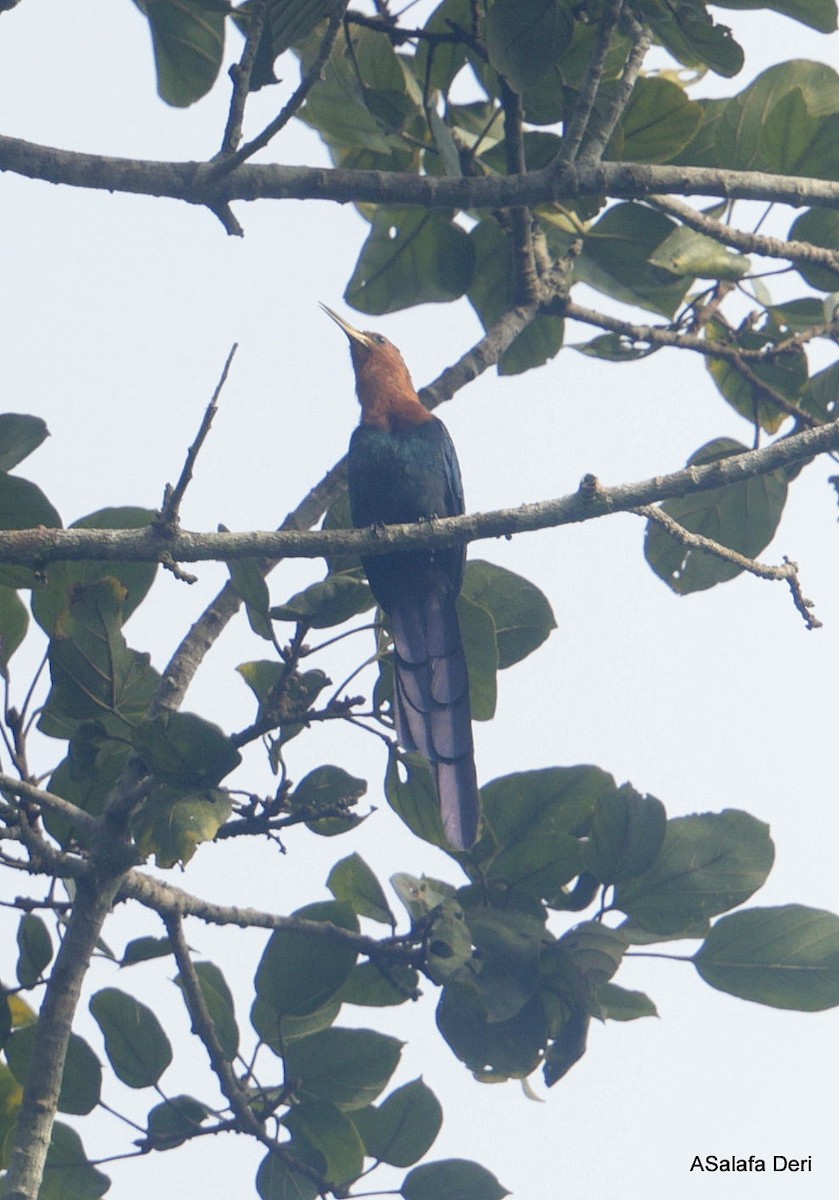 Forest Scimitarbill (Western) - ML627653900