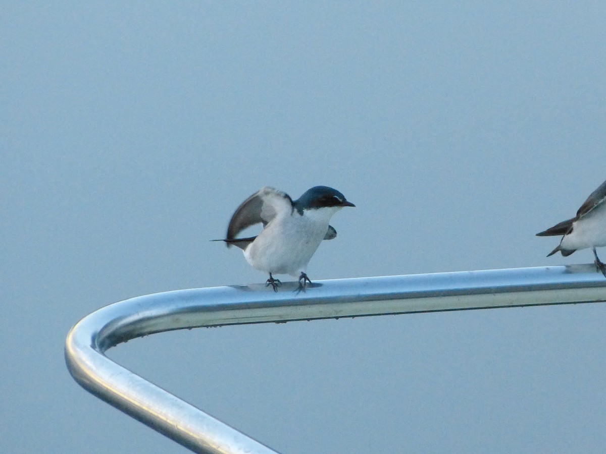 Mangrove Swallow - ML627653956