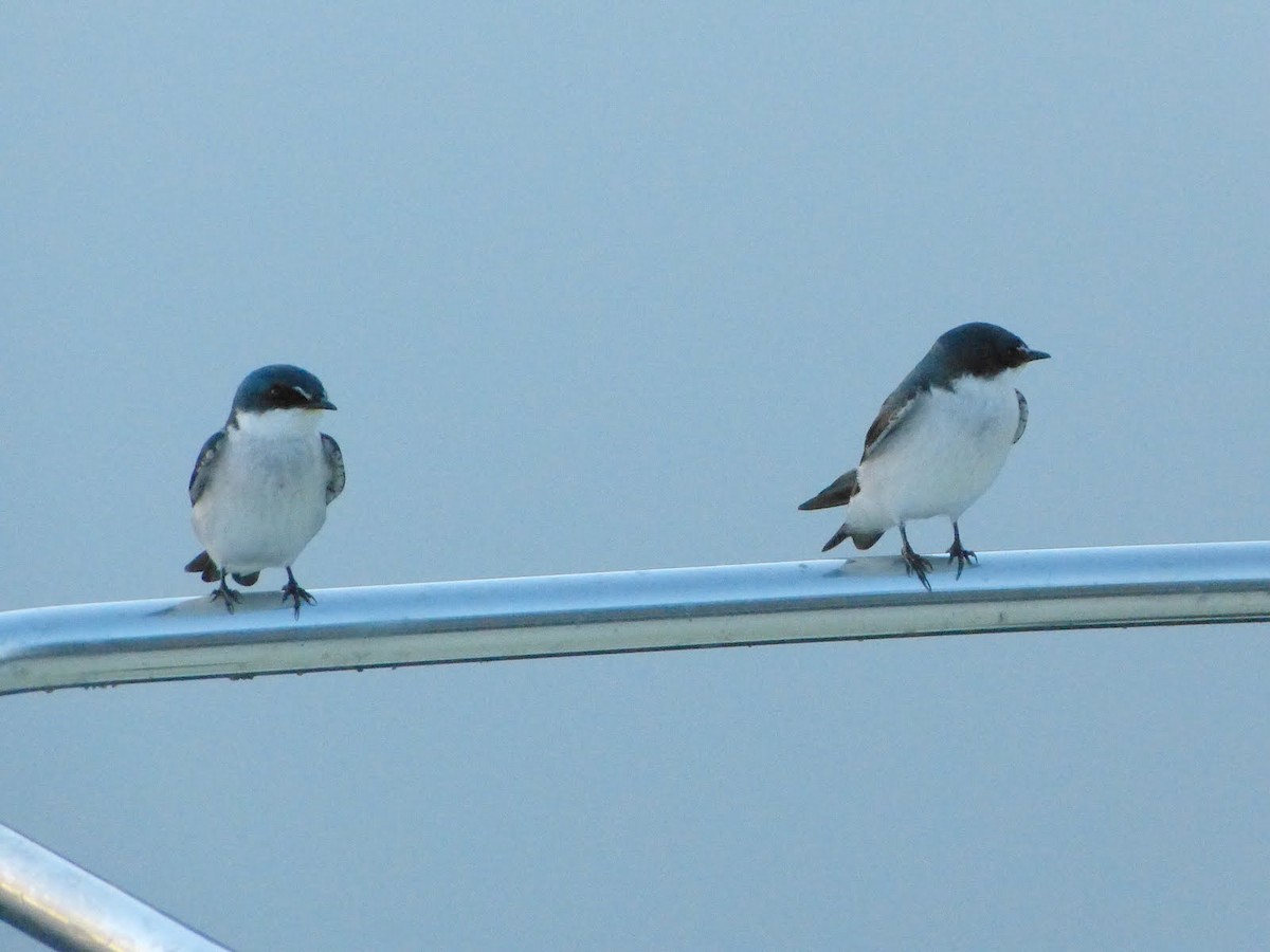 Mangrove Swallow - ML627653957