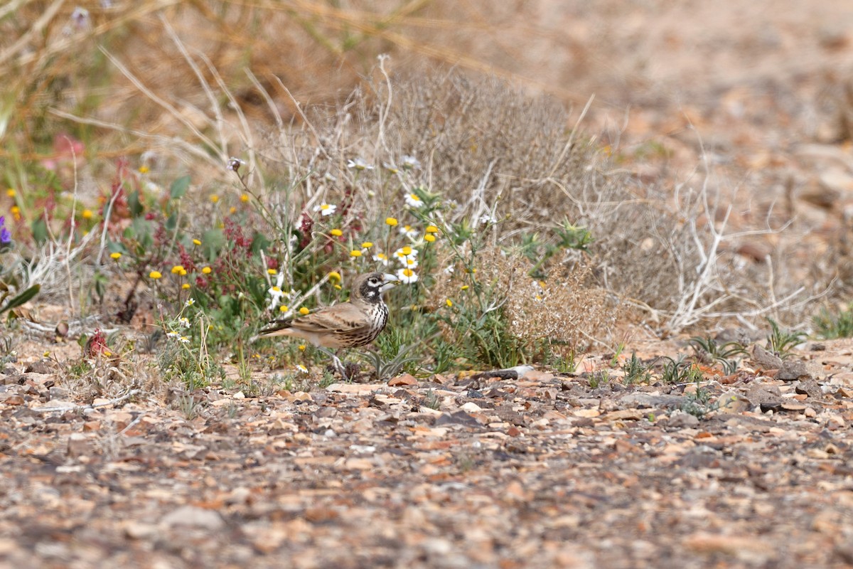 Thick-billed Lark - ML627653978