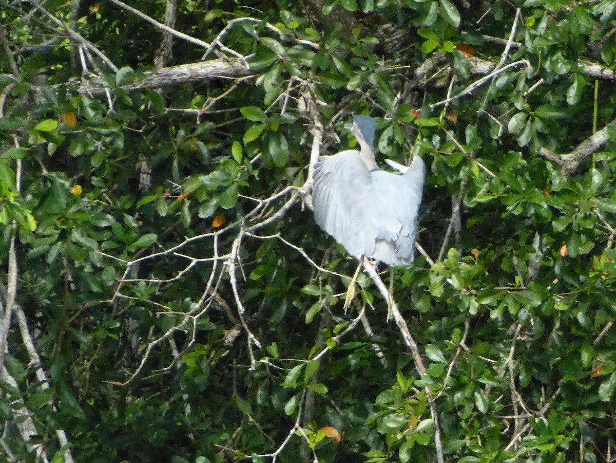 Boat-billed Heron - ML627653996