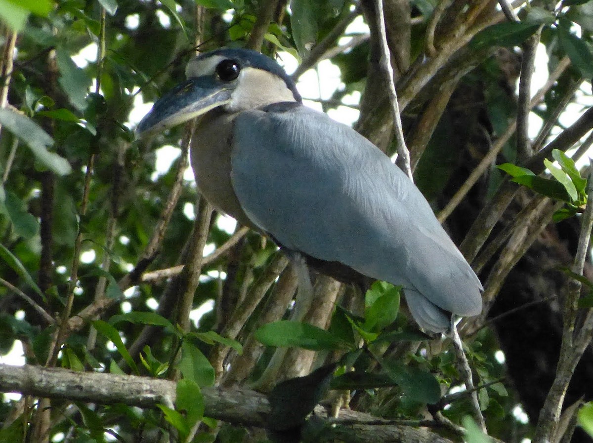 Boat-billed Heron - ML627653997