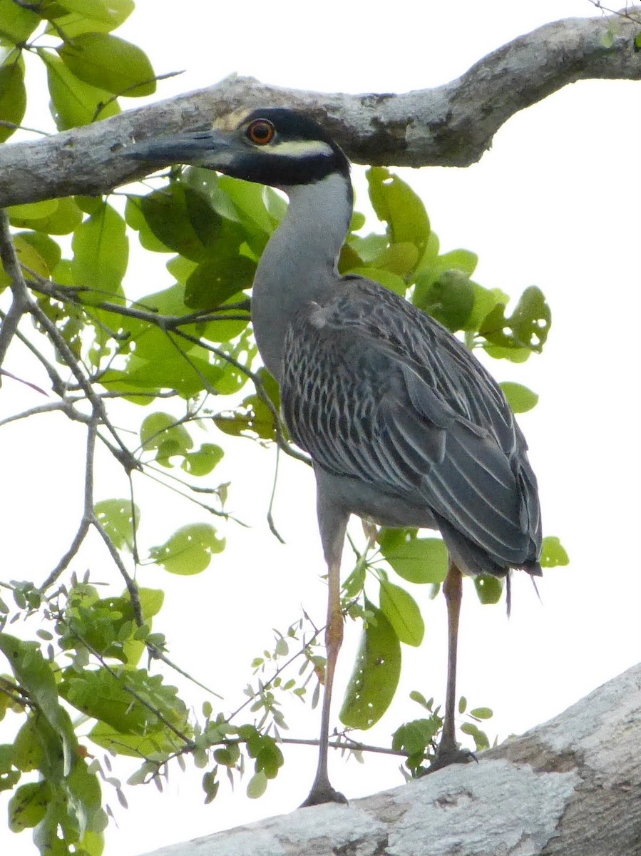 Yellow-crowned Night Heron - ML627654023