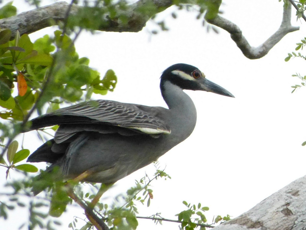 Yellow-crowned Night Heron - ML627654024