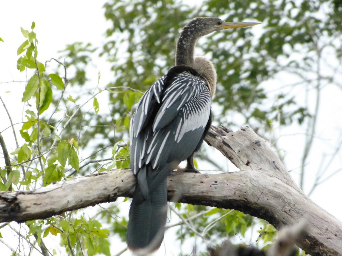 Anhinga - ML627654049