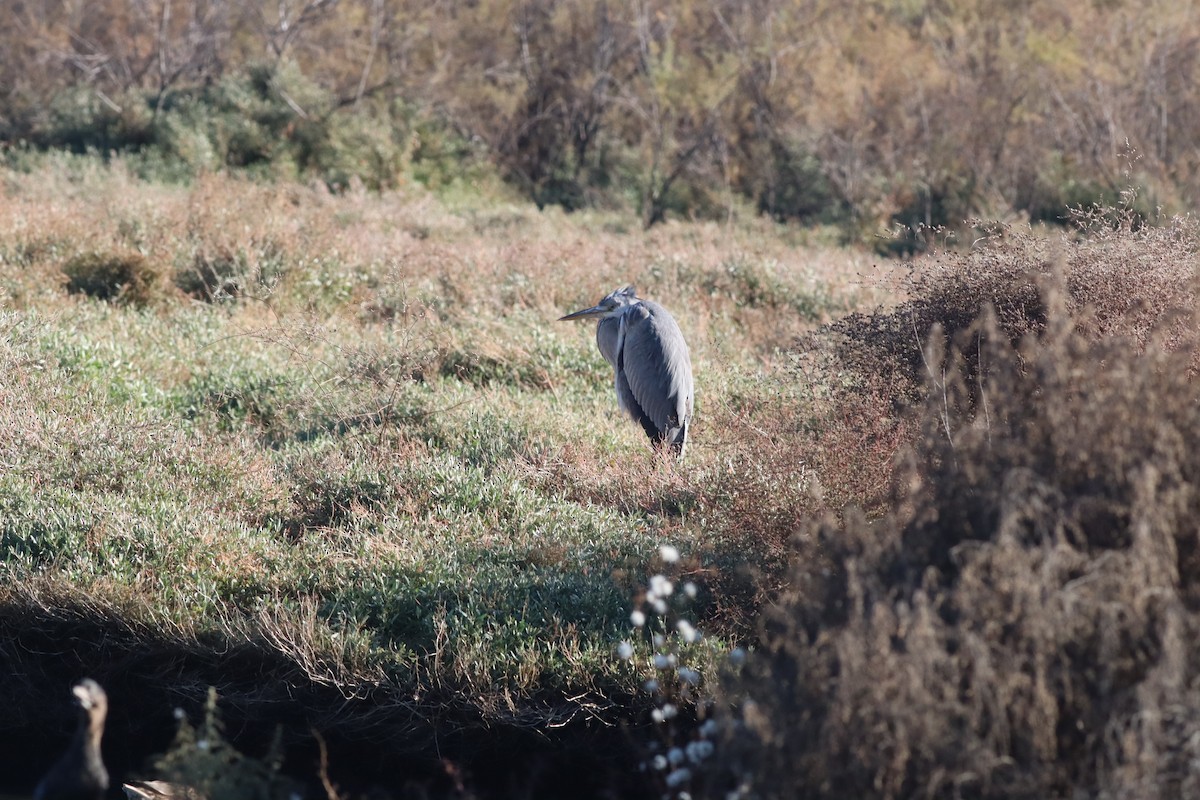 Garza Real - ML627654094