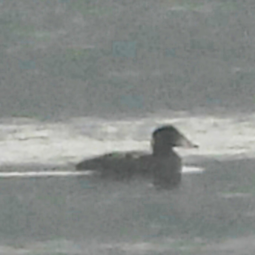 Surf Scoter - ML627654165