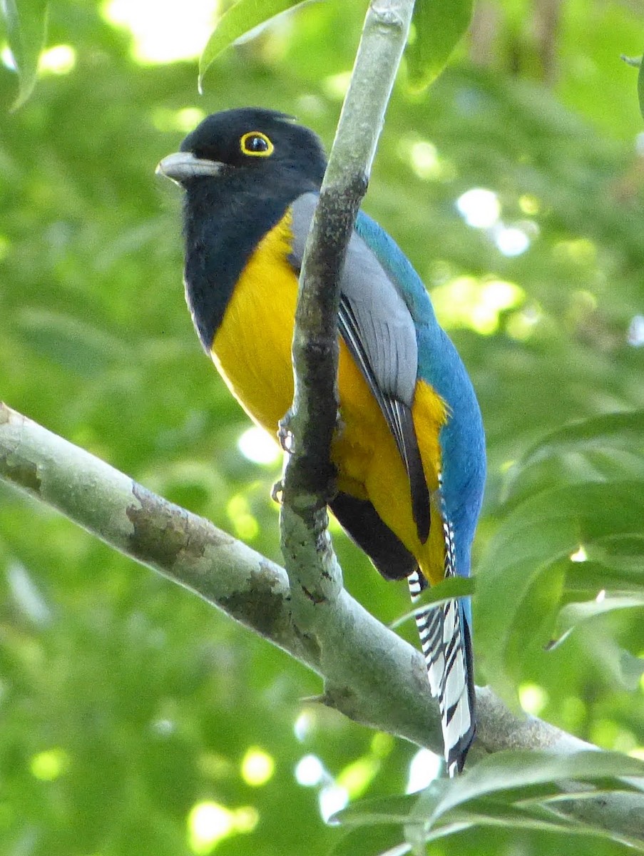 Gartered Trogon - ML627654171