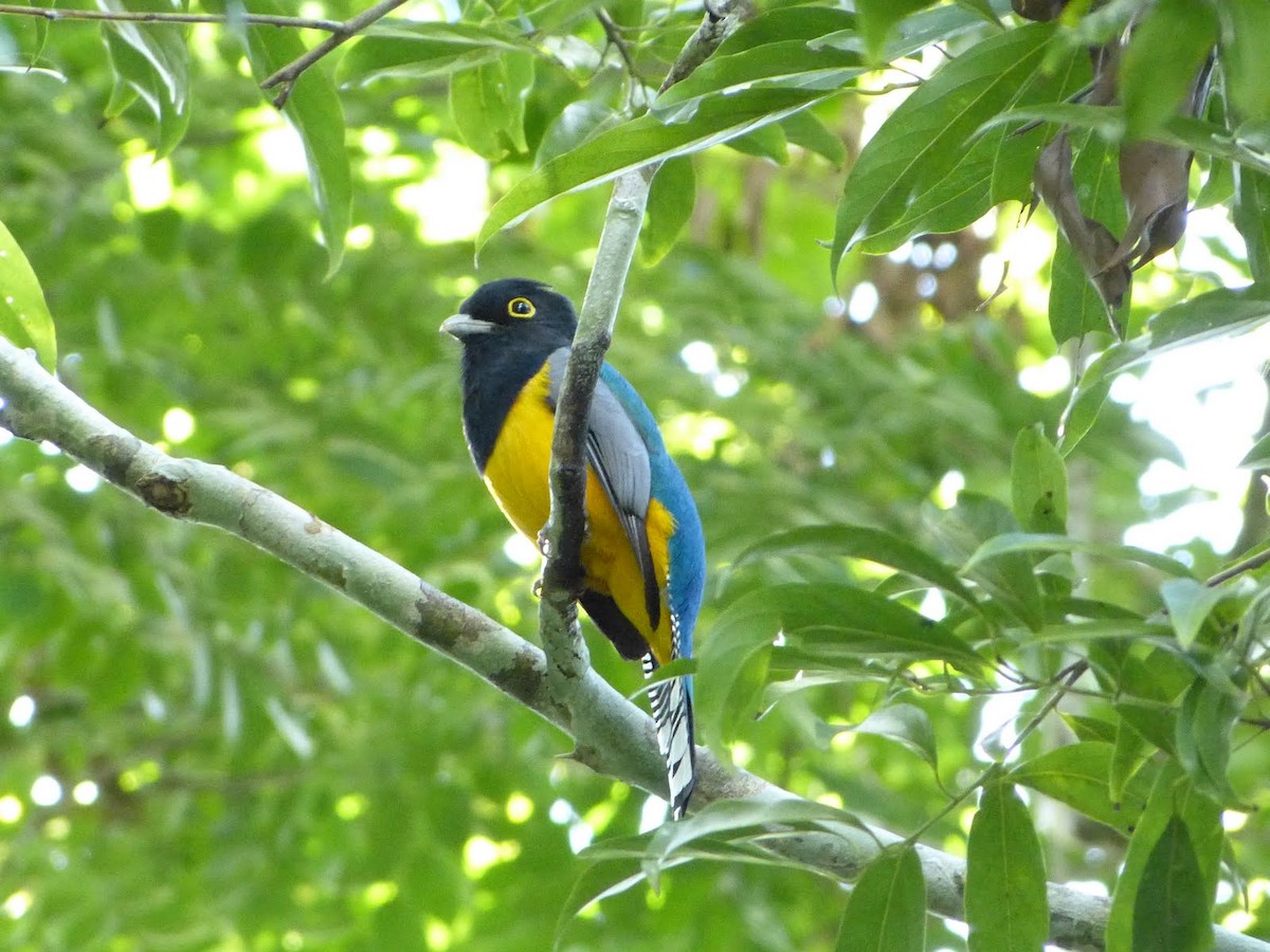 Gartered Trogon - ML627654172