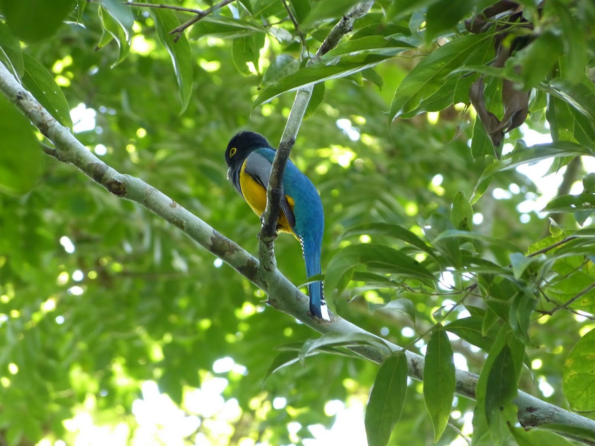 Gartered Trogon - ML627654173