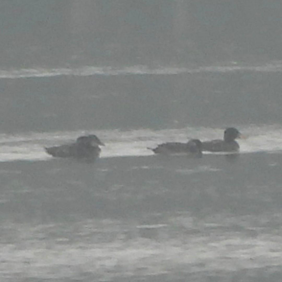 Surf Scoter - ML627654174