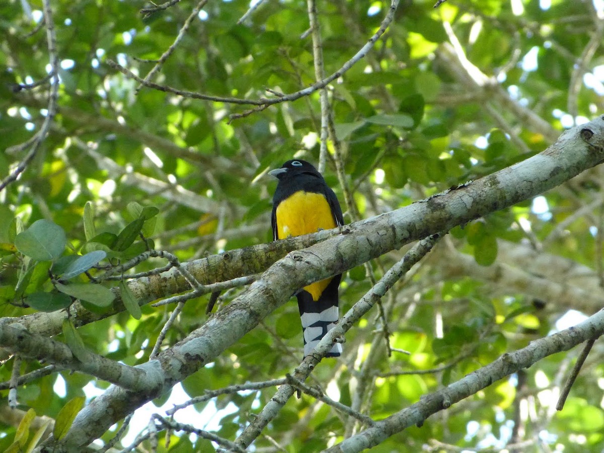 Black-headed Trogon - ML627654186