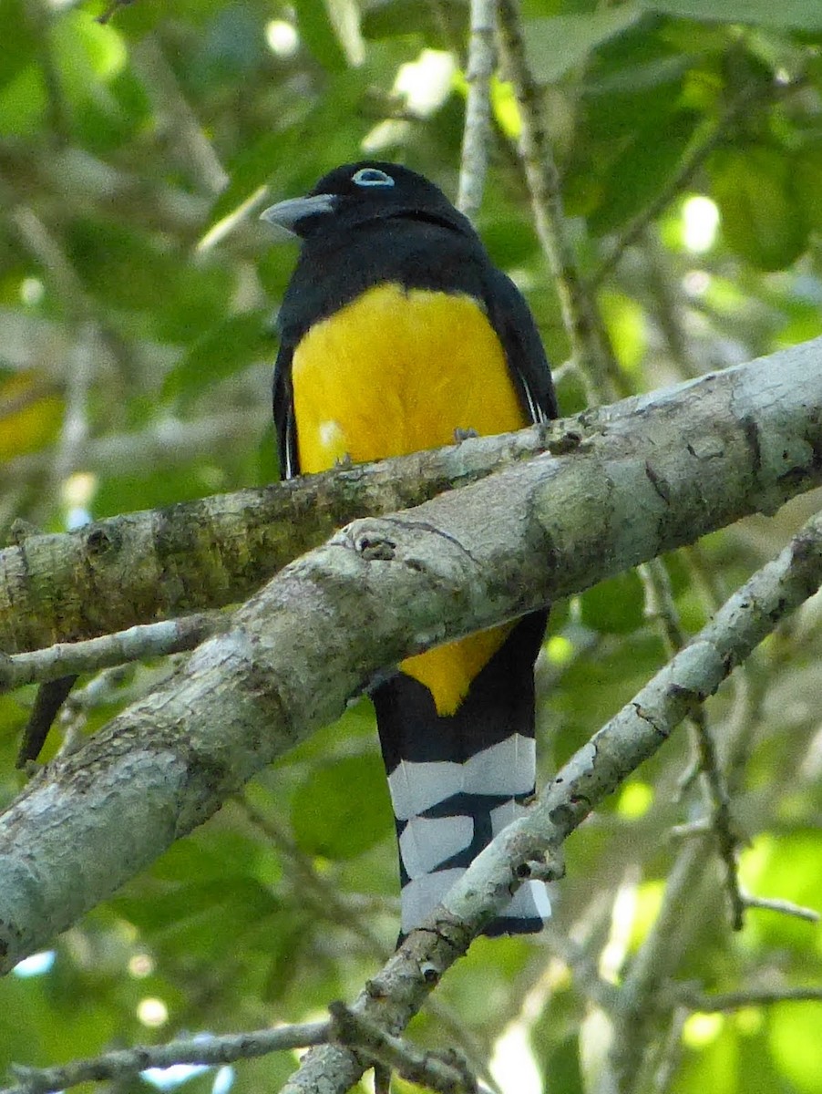 Black-headed Trogon - ML627654187