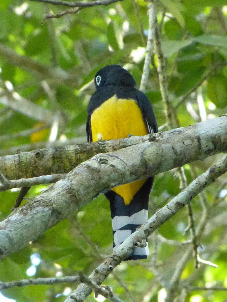 Black-headed Trogon - ML627654188