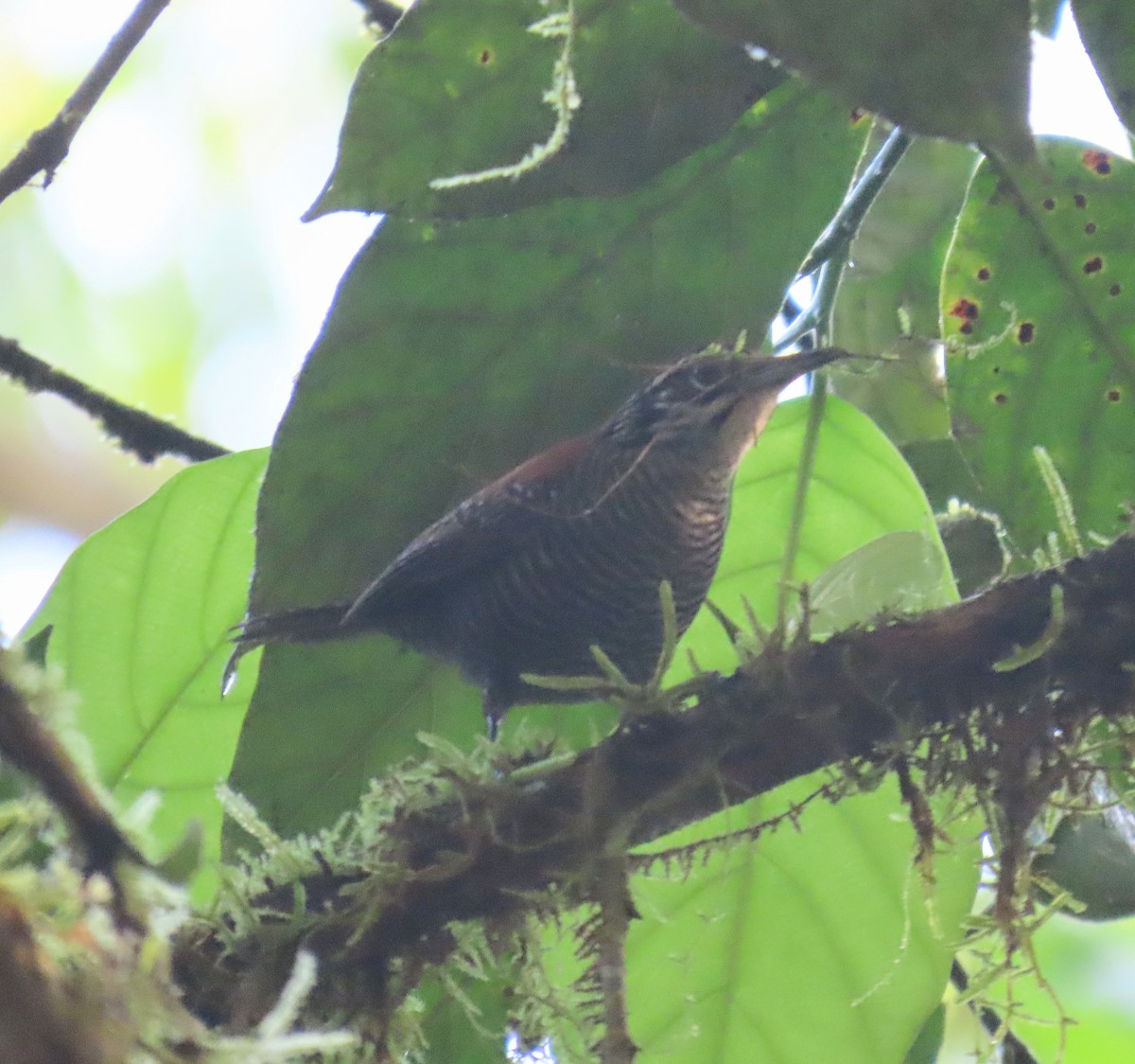 Riverside Wren - ML627654196