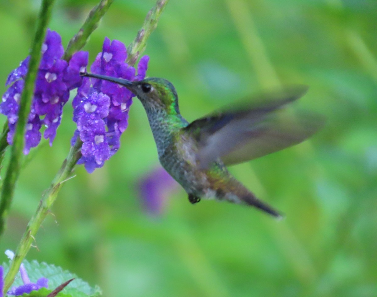 Charming Hummingbird - ML627654199