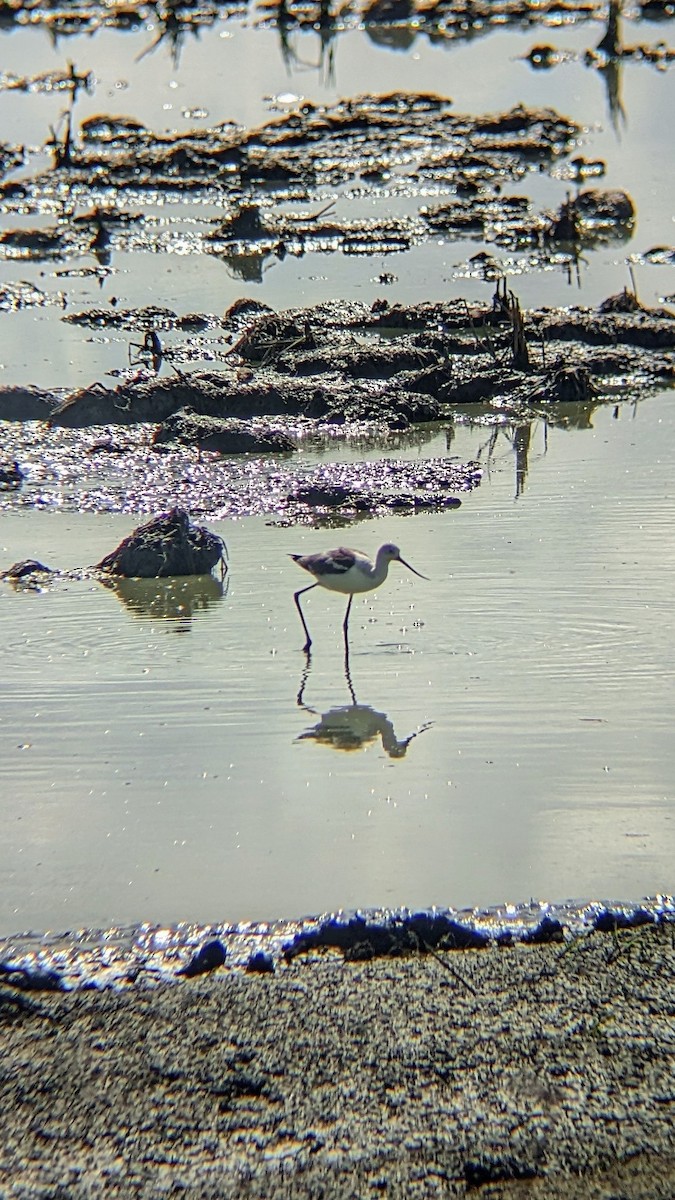 American Avocet - ML627654211