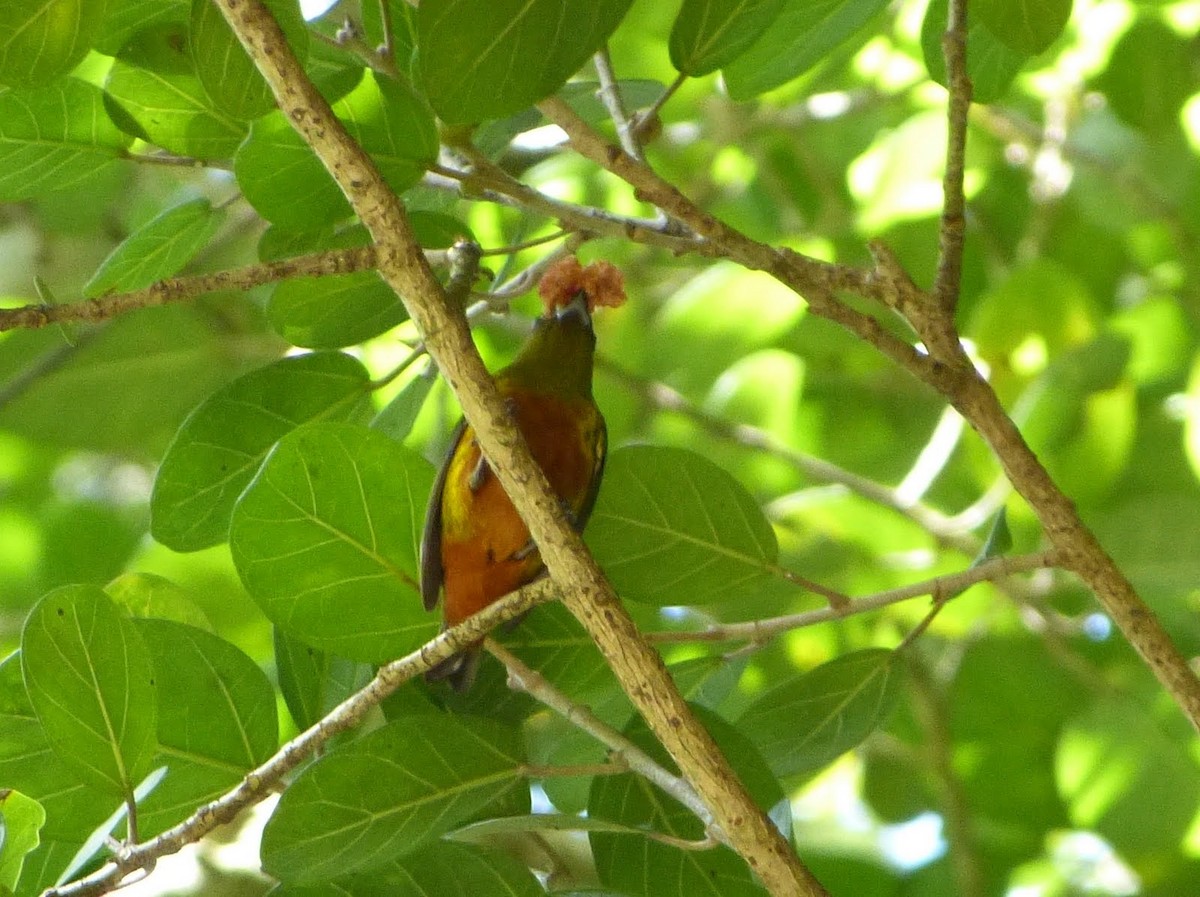 Olive-backed Euphonia - ML627654216