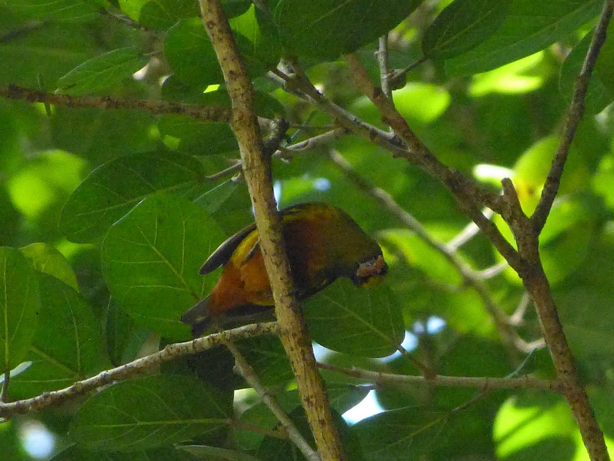 Olive-backed Euphonia - ML627654217