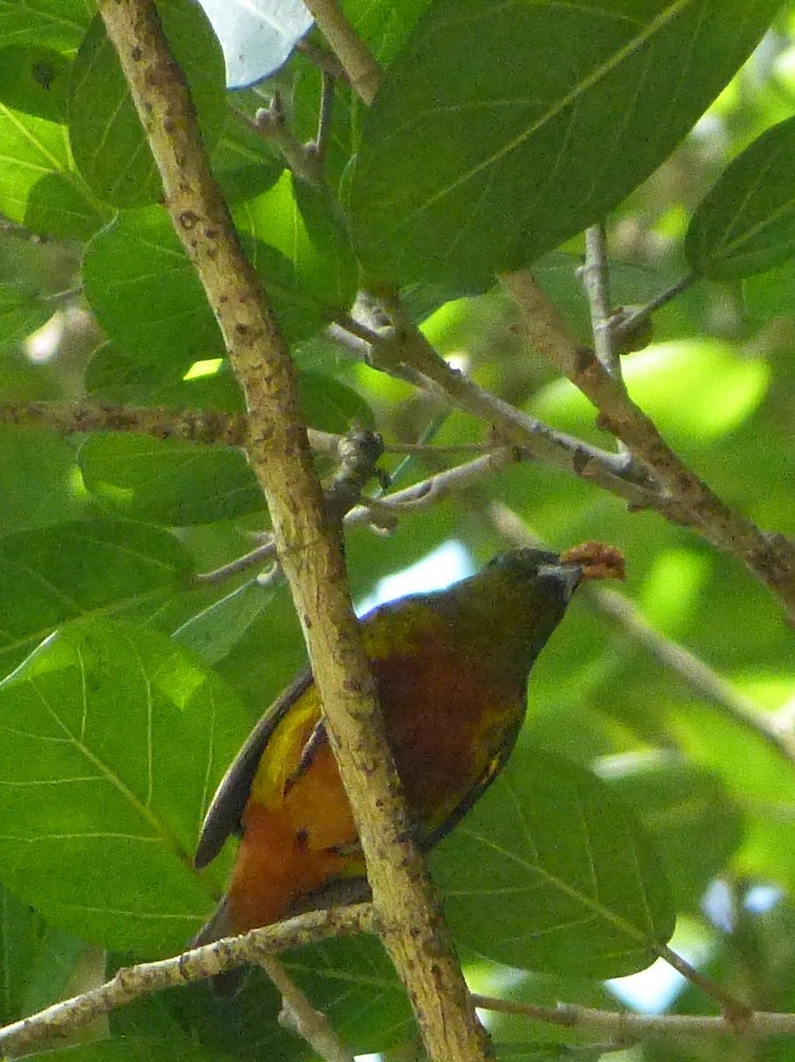 Olive-backed Euphonia - ML627654218