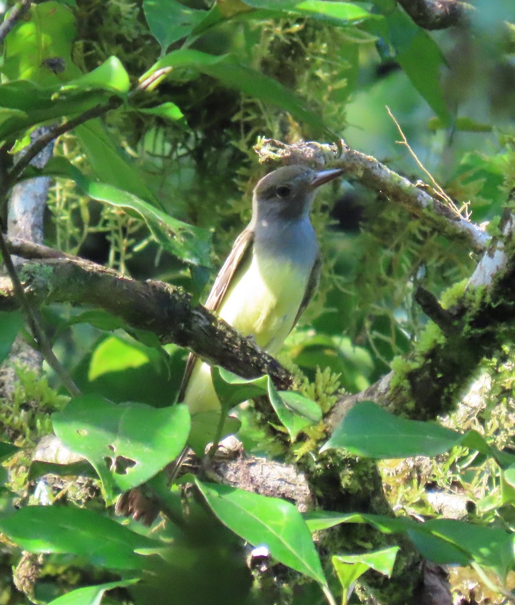 Great Crested Flycatcher - ML627654227