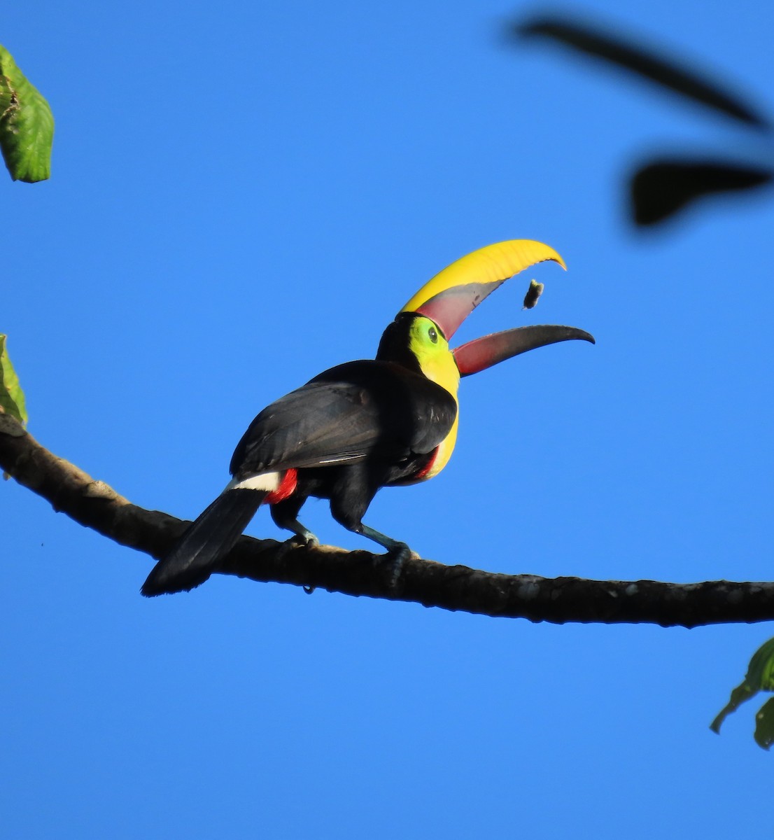 Yellow-throated Toucan - ML627654235