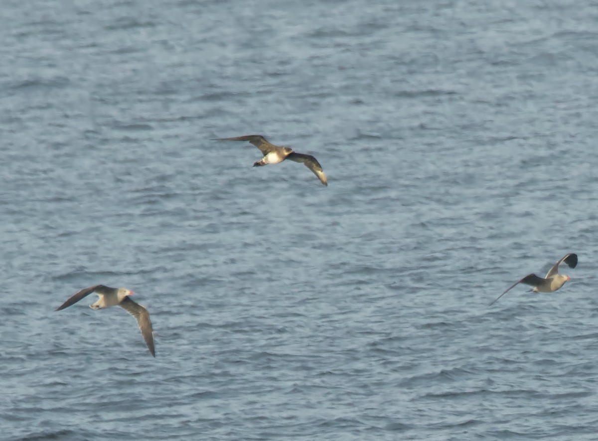 Parasitic/Pomarine Jaeger - ML627654250