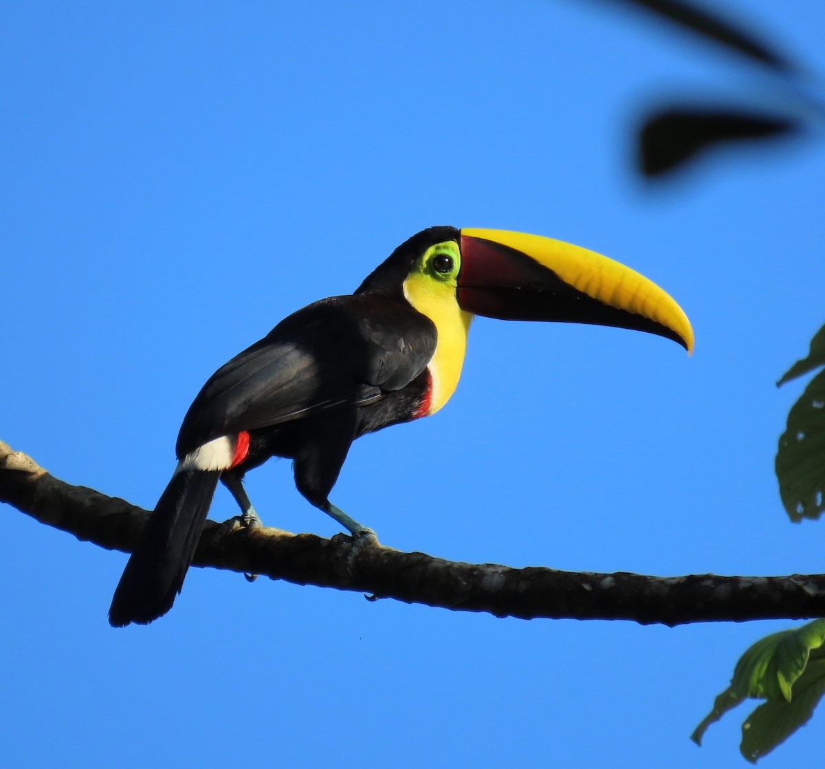 Yellow-throated Toucan - ML627654276