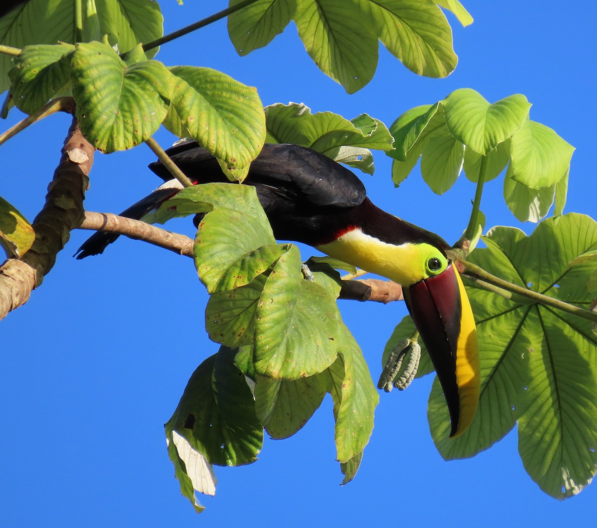 Yellow-throated Toucan - ML627654277