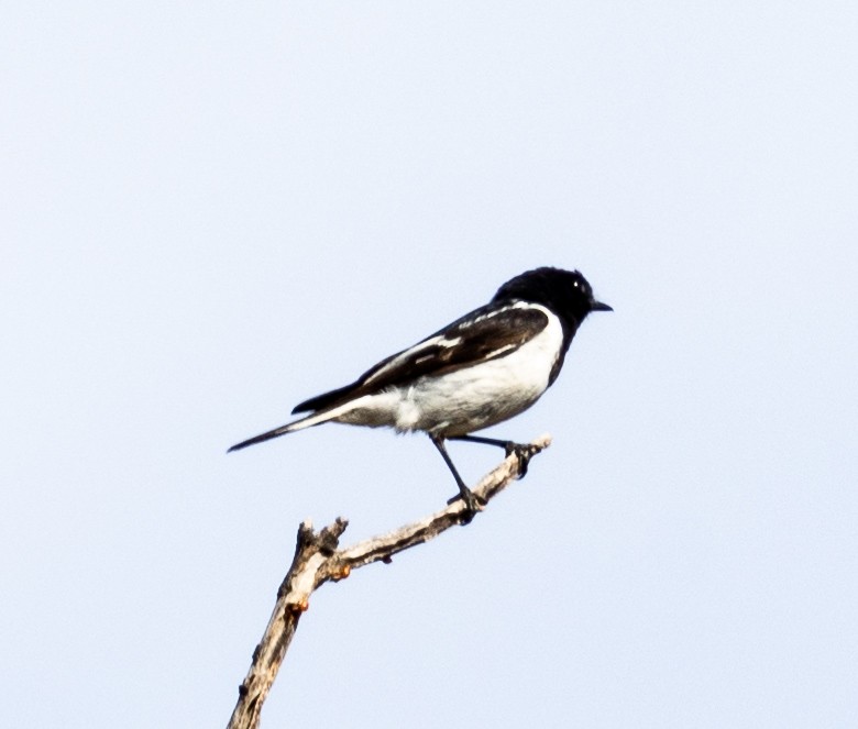 Hooded Robin - ML627654406