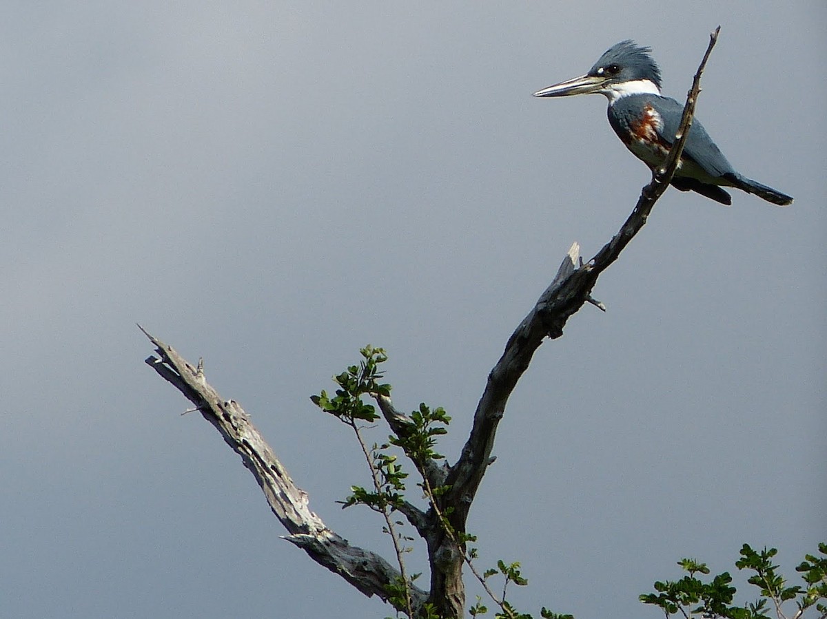 Ringed Kingfisher - ML627654415