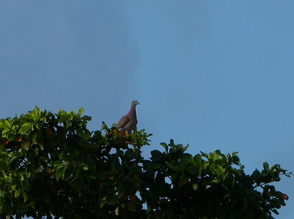 Pale-vented Pigeon - ML627654439