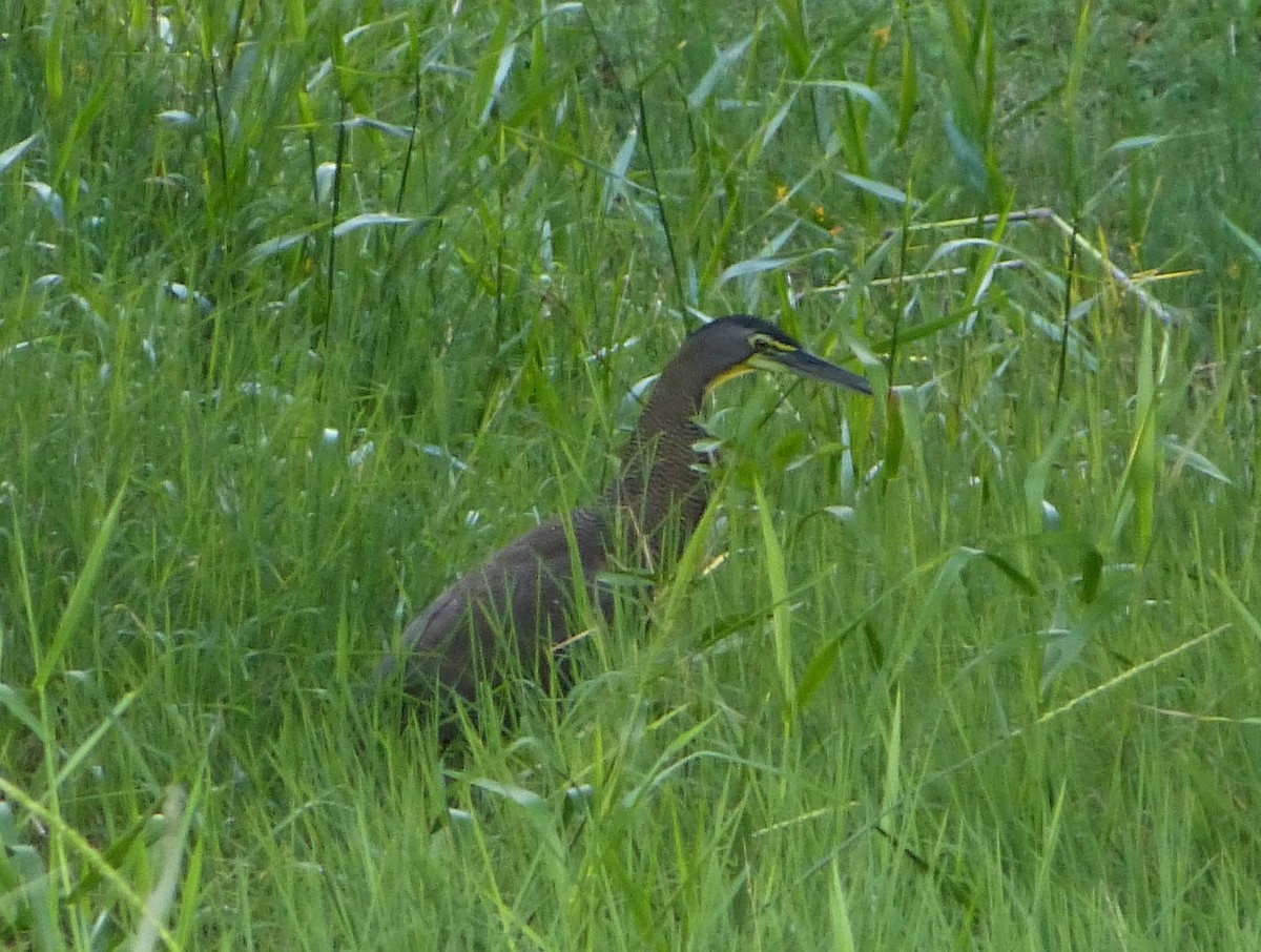 Bare-throated Tiger-Heron - ML627654526