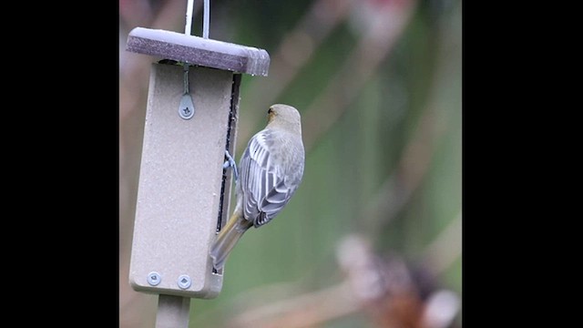 Bullock's Oriole - ML627654534