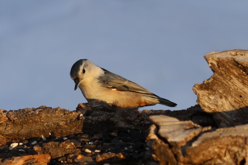 White-breasted Nuthatch - ML627654664
