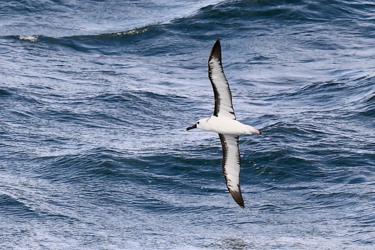 Atlantic Yellow-nosed Albatross - ML627654845