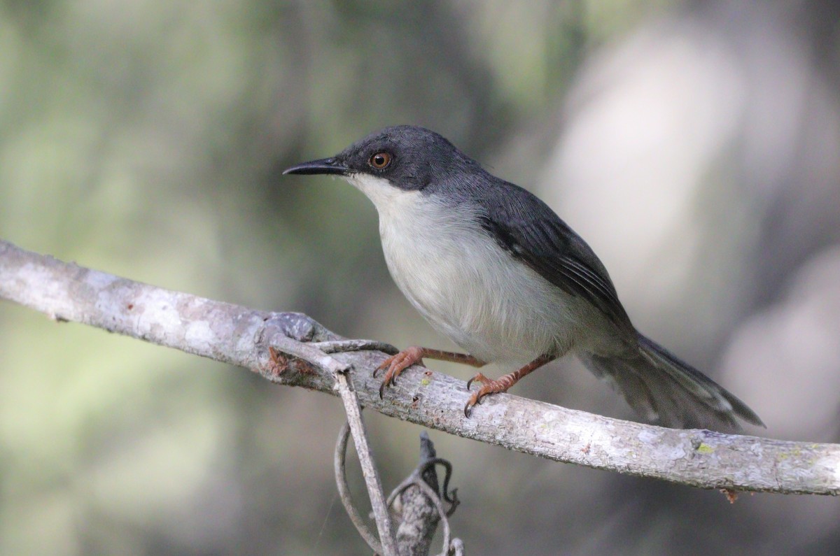 Black-headed Apalis - ML627654877