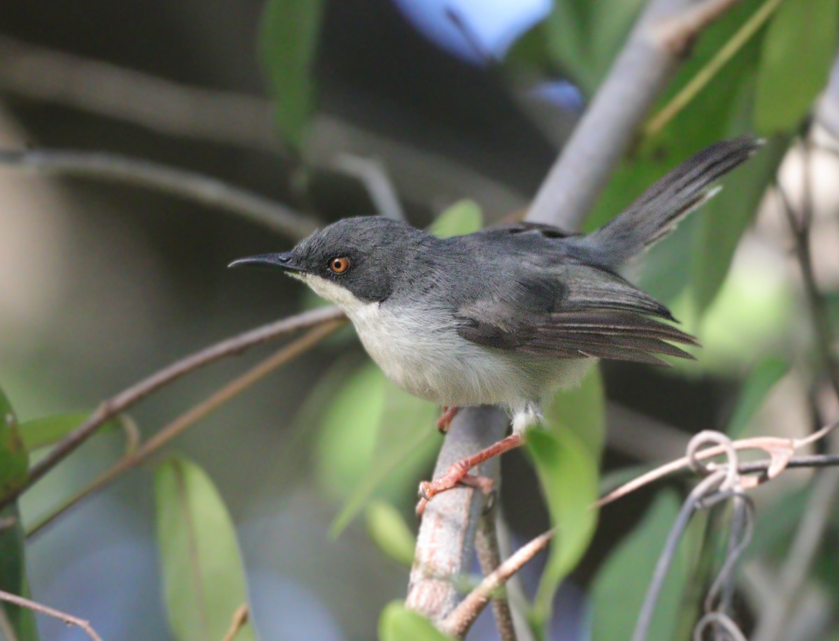 Black-headed Apalis - ML627654878