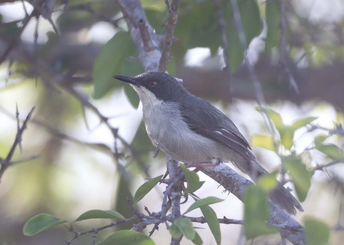 Black-headed Apalis - ML627654879