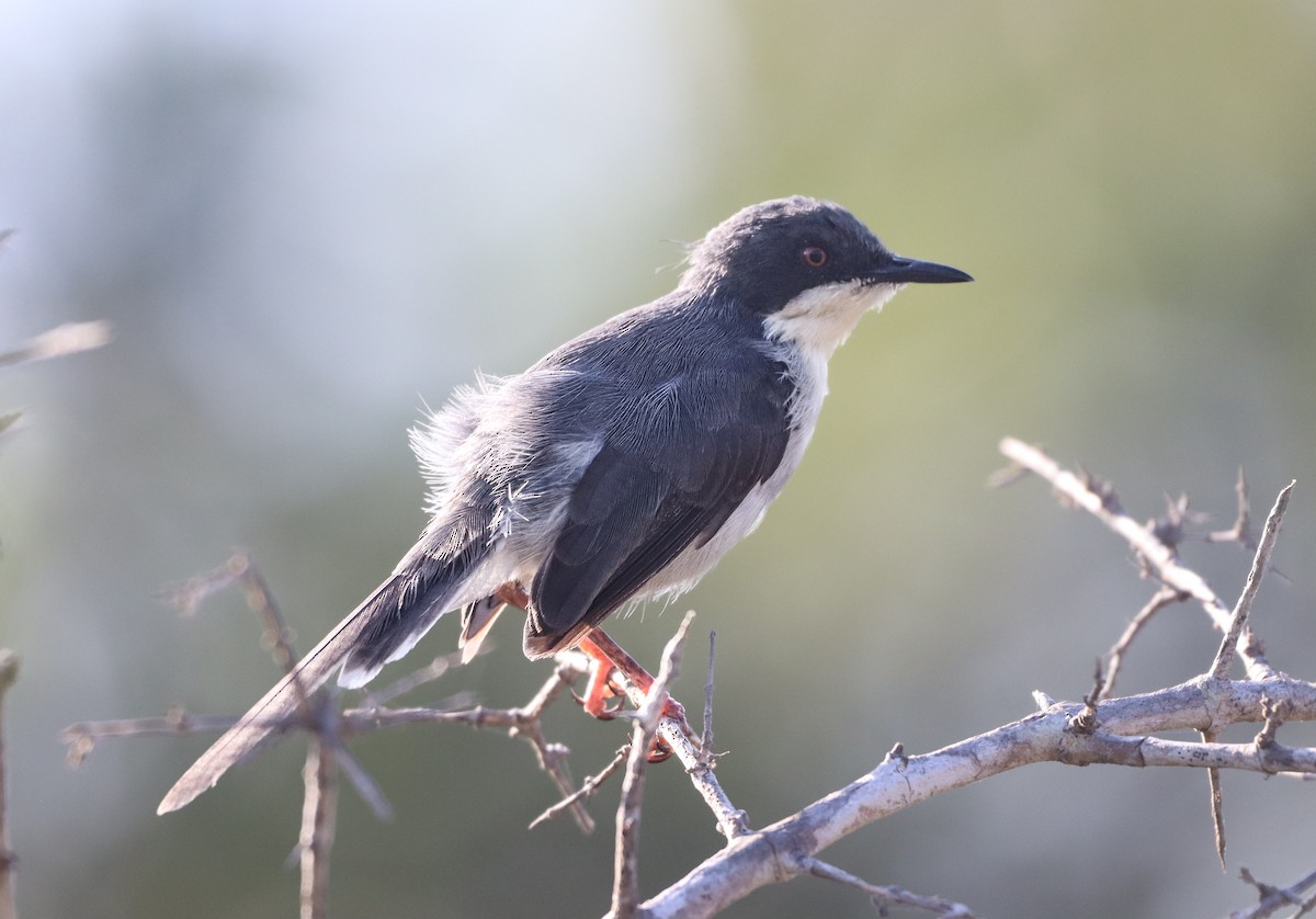 Black-headed Apalis - ML627654882