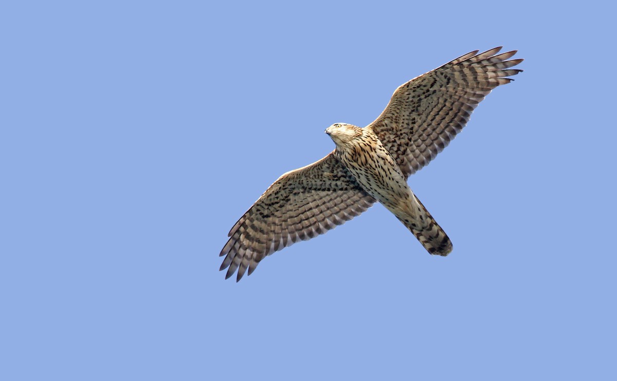 American Goshawk - ML627655073