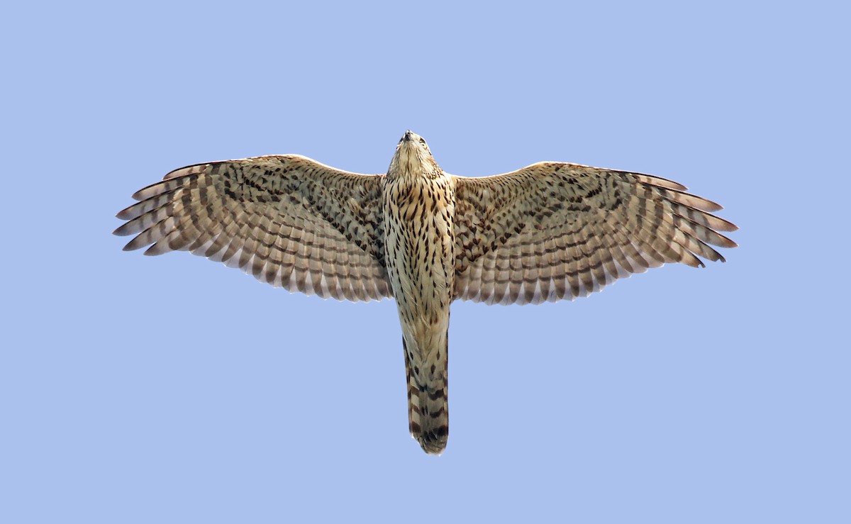 American Goshawk - ML627655076