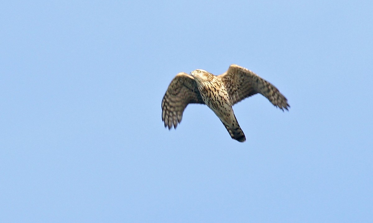American Goshawk - ML627655093