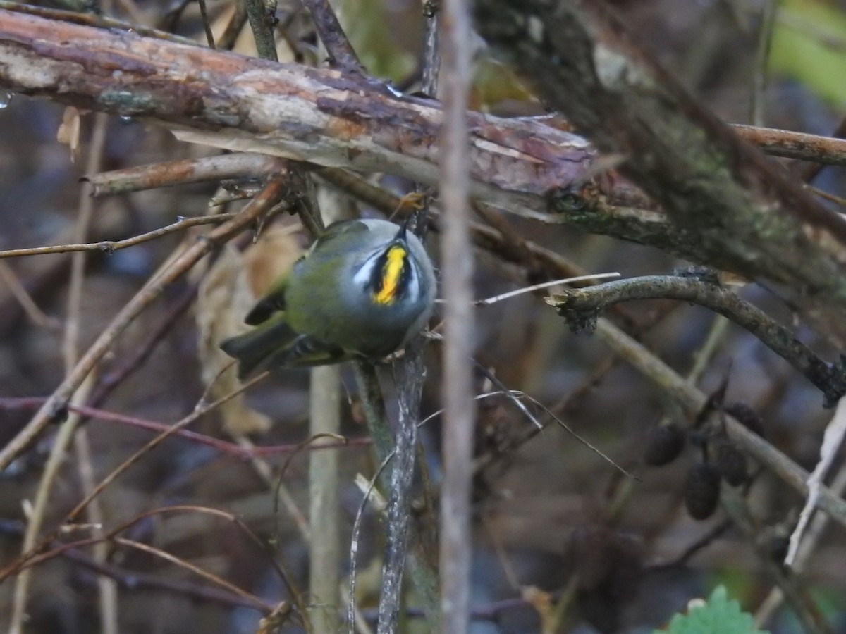 Golden-crowned Kinglet - ML627655094