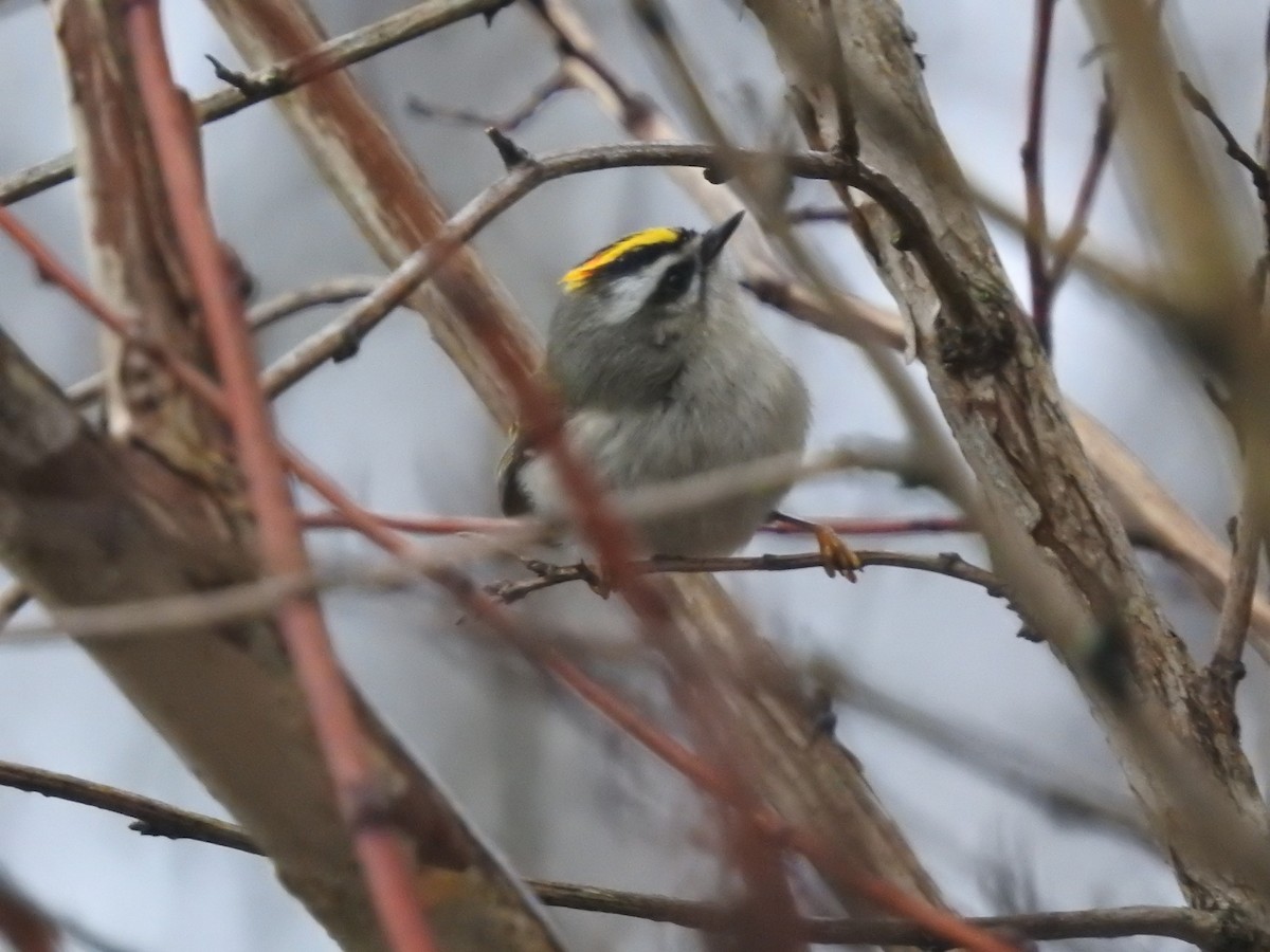 Golden-crowned Kinglet - ML627655095