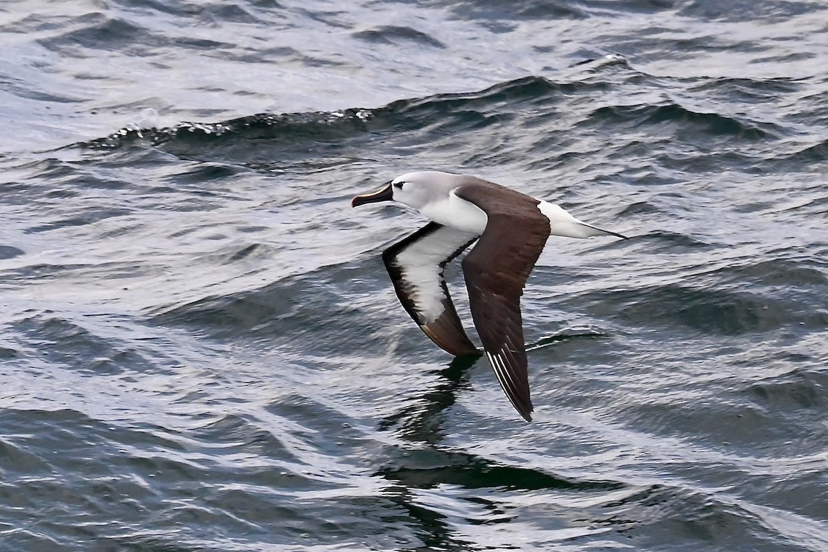 Atlantic Yellow-nosed Albatross - ML627655102