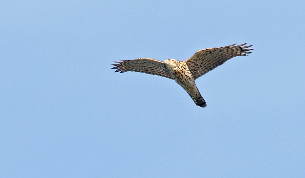American Goshawk - ML627655106