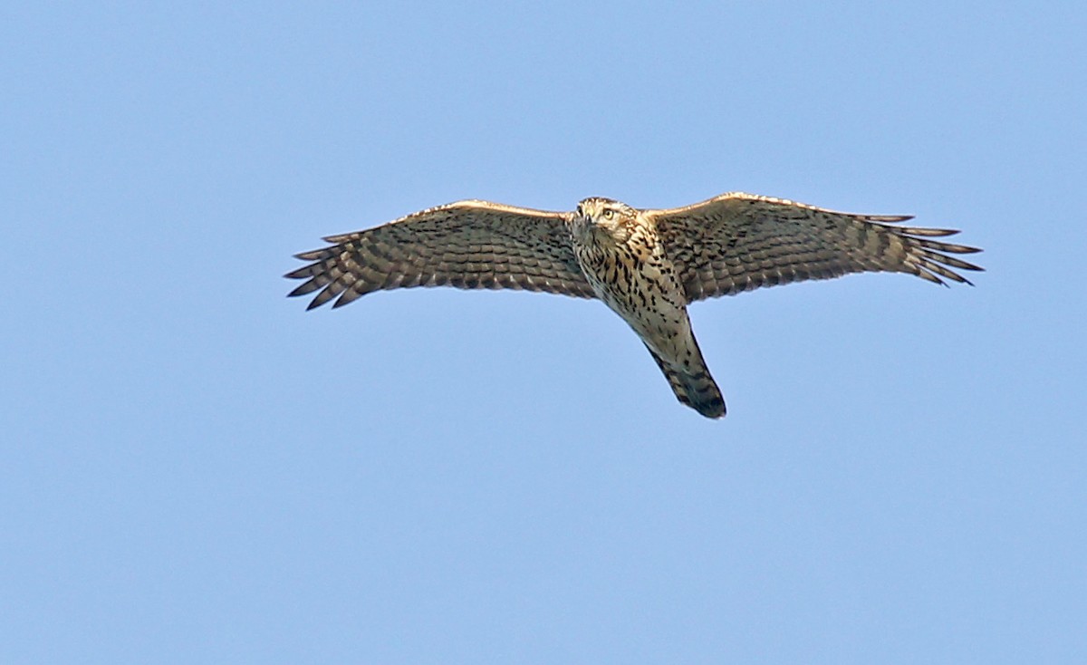 American Goshawk - ML627655107