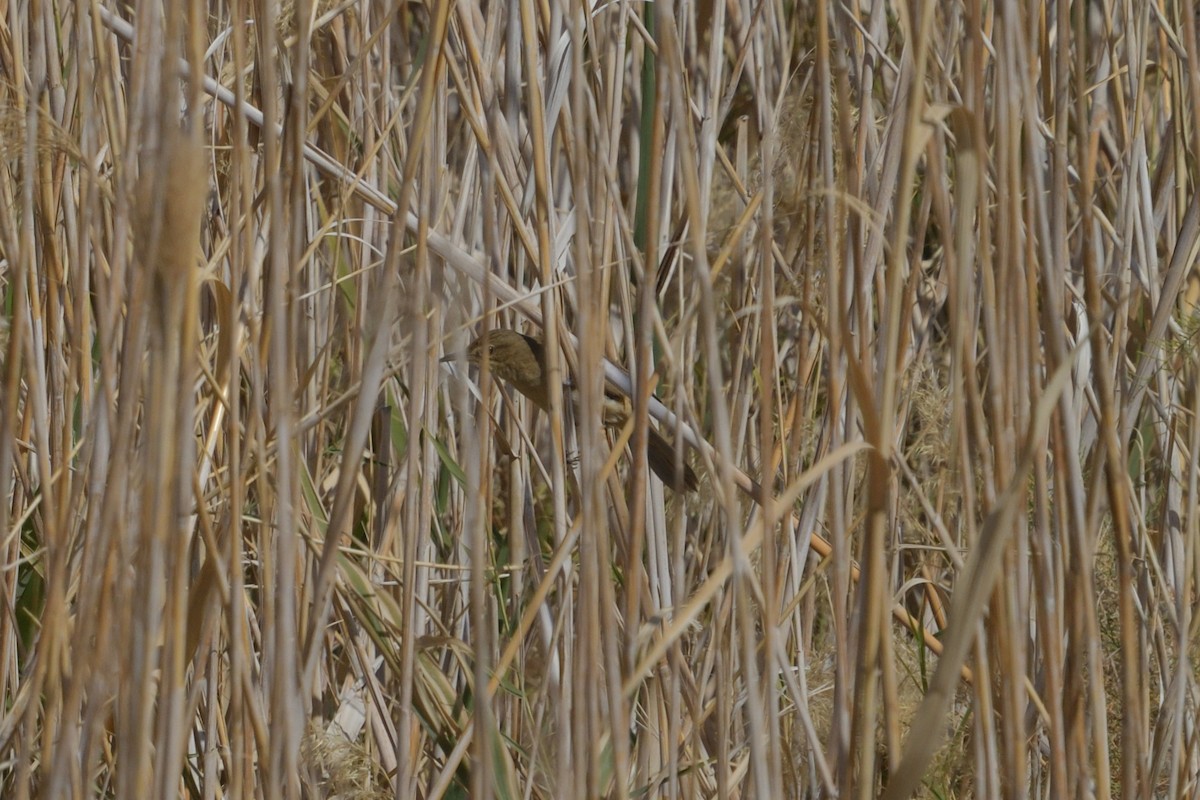 Clamorous Reed Warbler - ML627655172