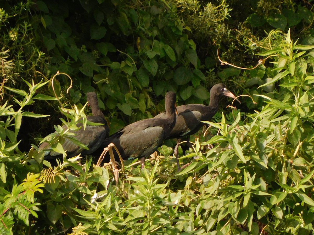 Bare-faced Ibis - ML627655281